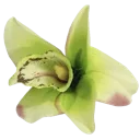99d_flower