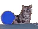 FnT_Cat_Pingpong animated GIF emoji - Makai 18+