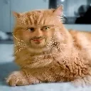 mylittlekitten