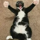 deathofsuscat