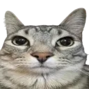 seriouscat