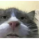 uglyasscat