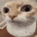 hmmcat