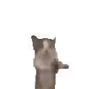 joyfulcat