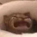 cat_cri Discord Emoji from ✦Sleepy Hollow✦