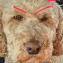 toffeedog
