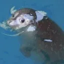 sealsideye