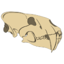 :SmilodonSkull: