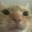 orangecat