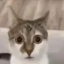 whatdidijustseewtf