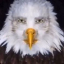:eagle: