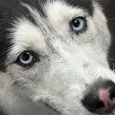 val_stare