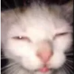 Lostcat