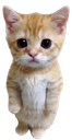 kitty custom emote - SheepClub