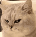 SideeyeCat custom emote from SheepClub