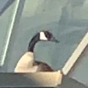 egoduck