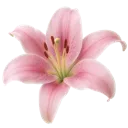 fleurerose