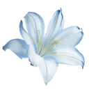fleurebleu