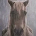 horse_rain horse_rain