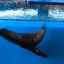 sealcopter