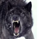 alpha