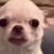 Dogs animated emote | Why_soi