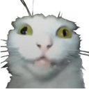 crazykitty Discord Emoji from Why_soi