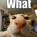 mm_catWhat