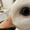 sideeyeQUACK Discord emoji
