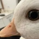 sideeyeQUACK