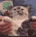 kittydance