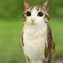 meowl