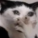 cat_oml Discord sticker | ♡ Dhadkan || Chill・Social・Dating・Hindi・Fun・Active・VC