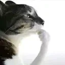 the_thinker_cat