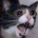 no custom emote - ✧ 𝐕𝐎𝐑𝐓𝐄𝐗 𝐏𝐑𝐈𝐌𝐄 ✧