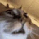Crazy_kittie