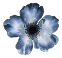 blue_flower
