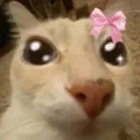 UwU