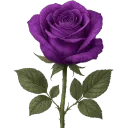 77597purplerose