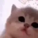 Emoji kitty