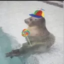 Sealjolly