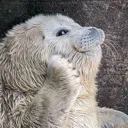 sealponder