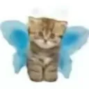 gatoblueberry