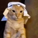 habibi