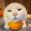 catorang