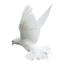 bird Discord sticker - 𝒞ael's boutique