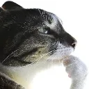catthink