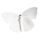 butterfly custom emote - 𝒞ael's boutique