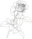 fleur