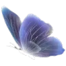 papillons